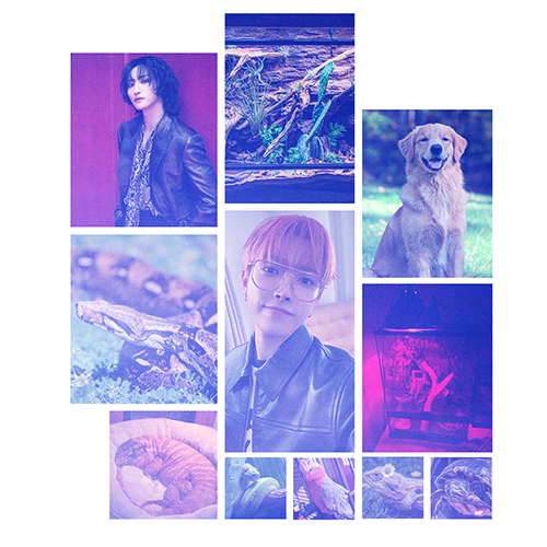 hj's home for wayward exotic hybrids moodboard